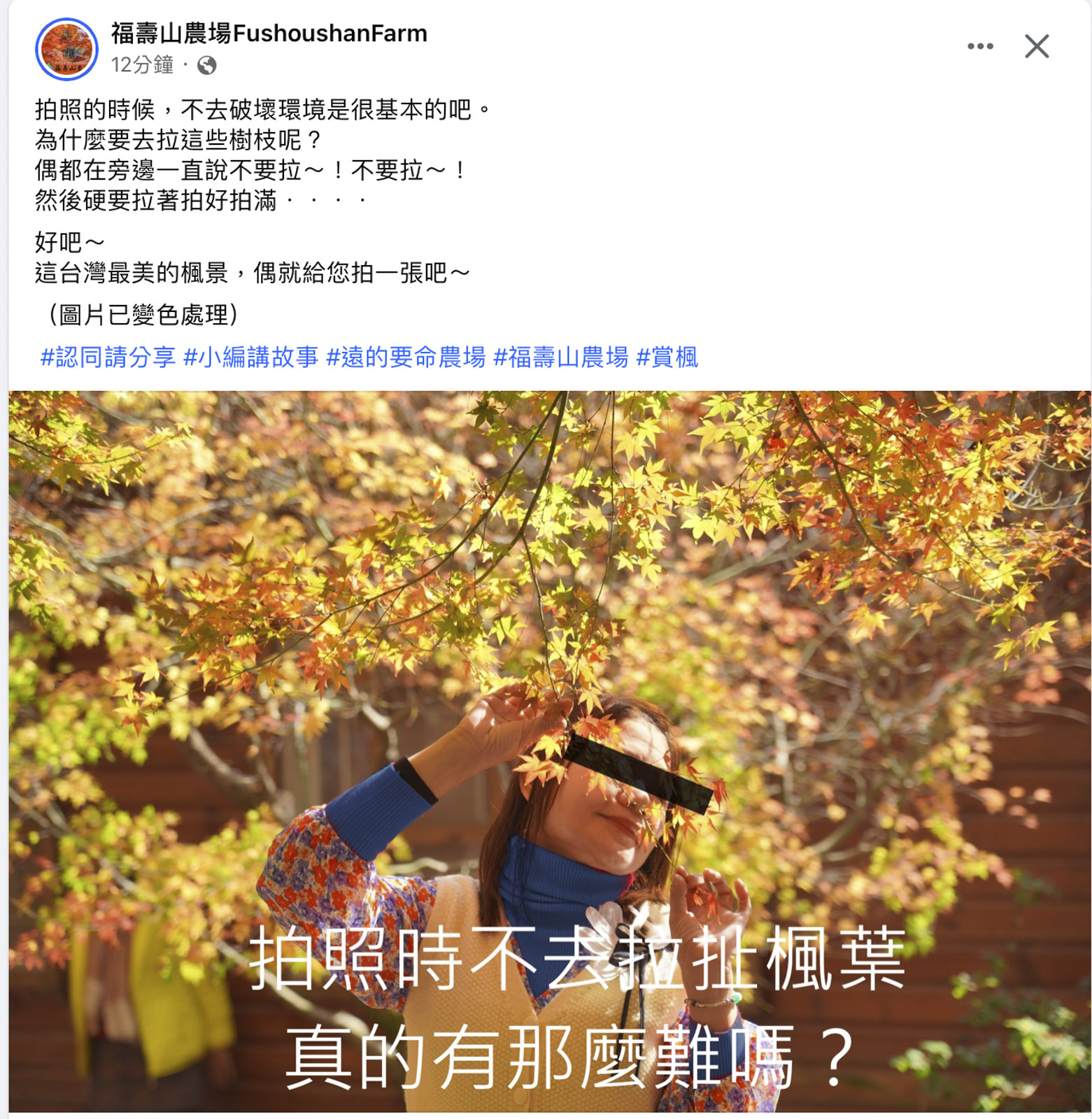社群貼文提醒勿拉楓葉拍照，女子手拉楓葉自拍