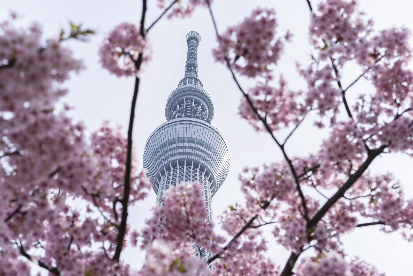 櫻花環繞下的東京晴空塔仰角拍攝構圖