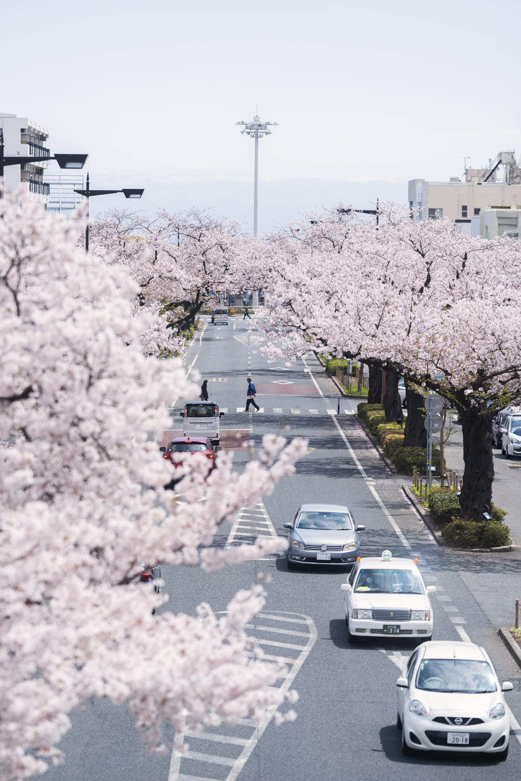 日本櫻花盛開的街道景色與行人車流
