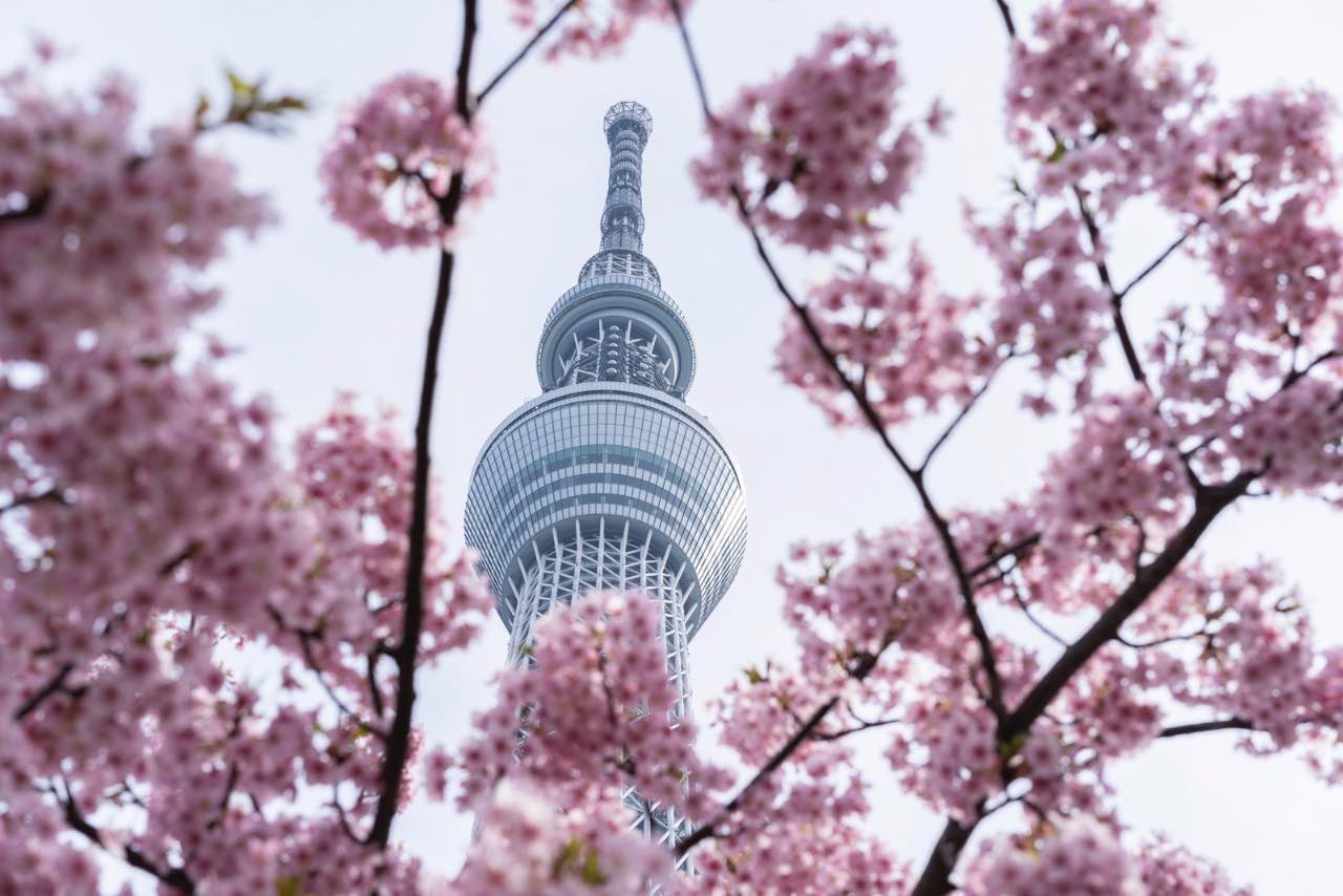 櫻花環繞下的東京晴空塔仰角拍攝構圖