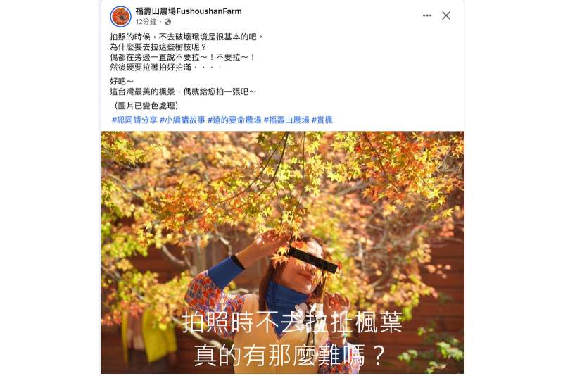 社群貼文提醒勿拉楓葉拍照，女子手拉楓葉自拍